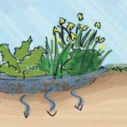 rain garden tn