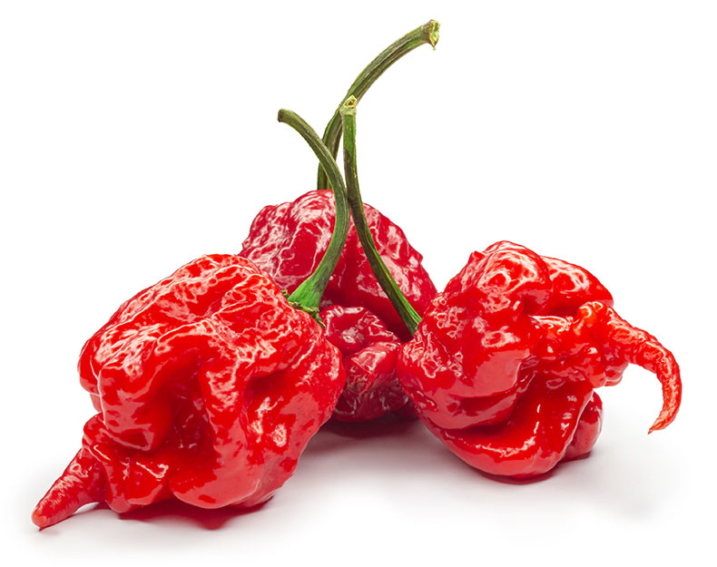 Carolina Reaper