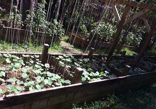 Great-Gardens-NC-raised-bed