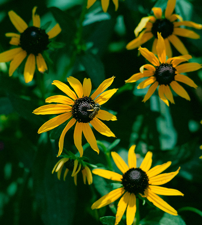 Rudbeckia