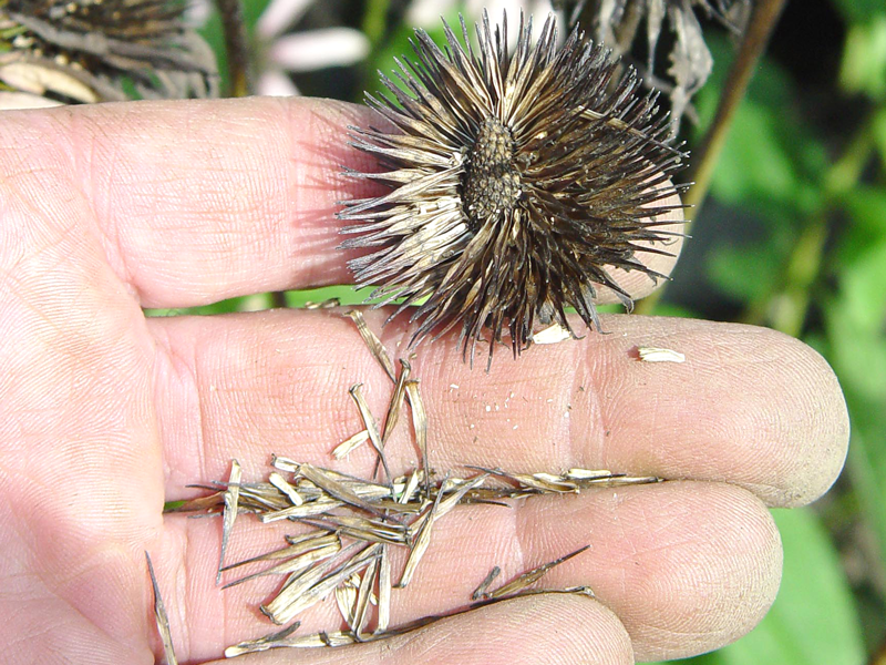 Saving Seeds