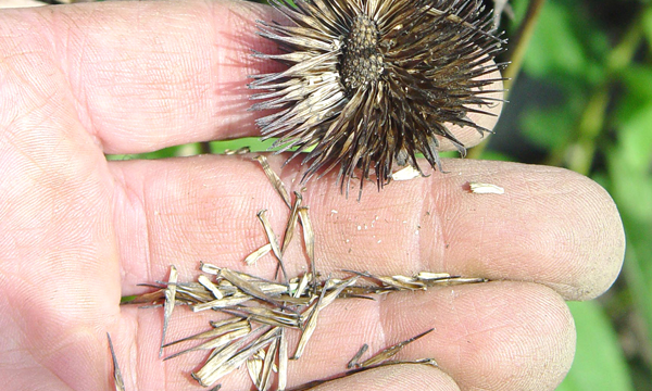 Saving seeds