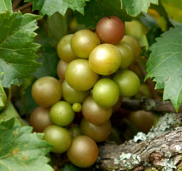 scuppernongs