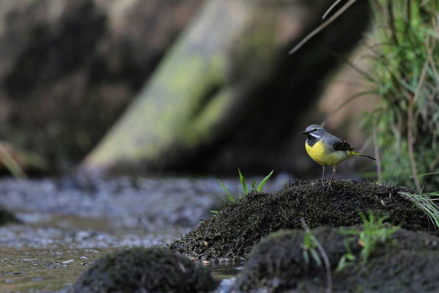 songbird
