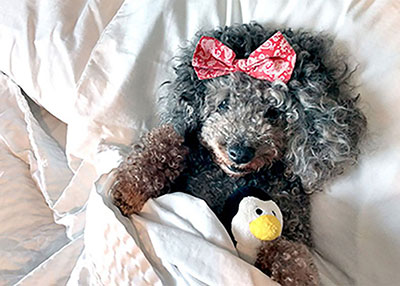 Molly the Poodle 