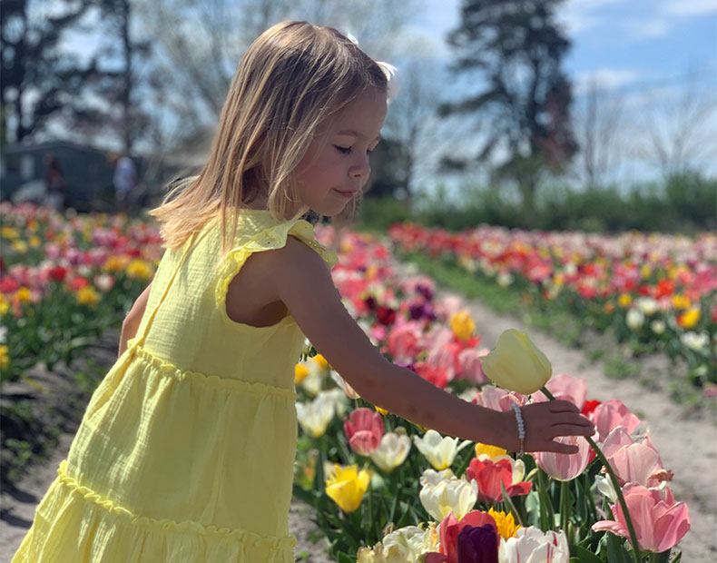terra ceia farms tulips 1