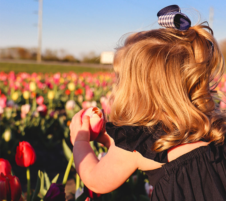terra ceia farms tulips 1