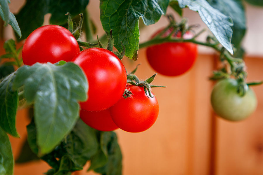 Tomatoes