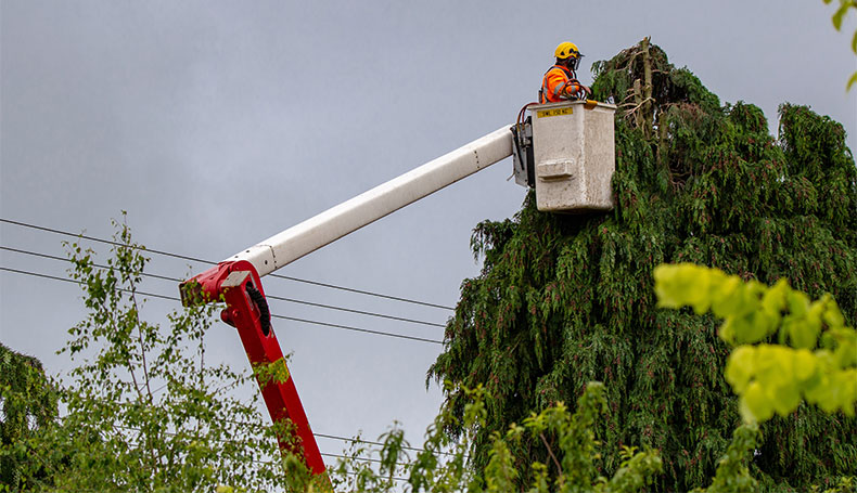 Tree trimming