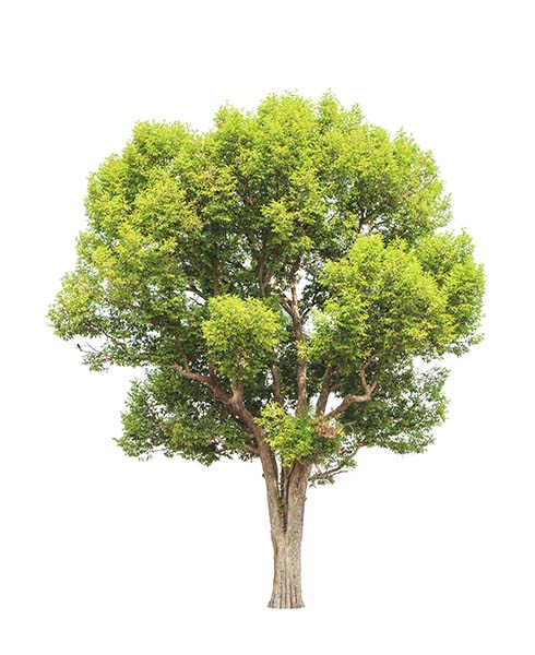 tree