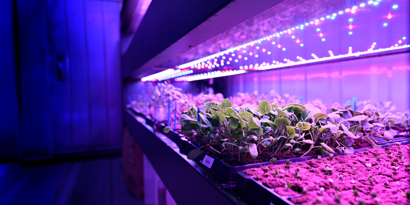 Ultra violet light - Container Farm