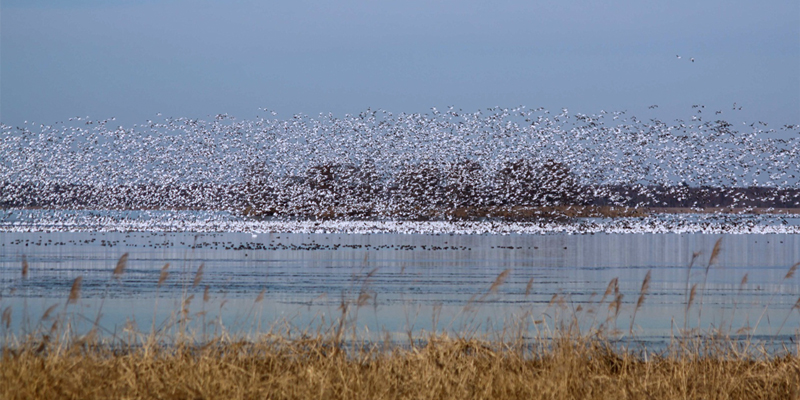 Hundreds of swans take flight at Lake Mattamuskeet