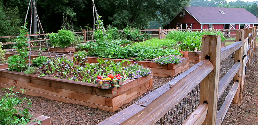 Raised Beds