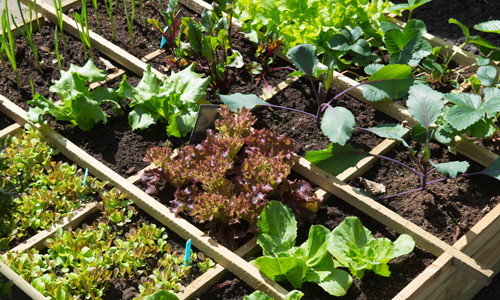 Vegetable Garden