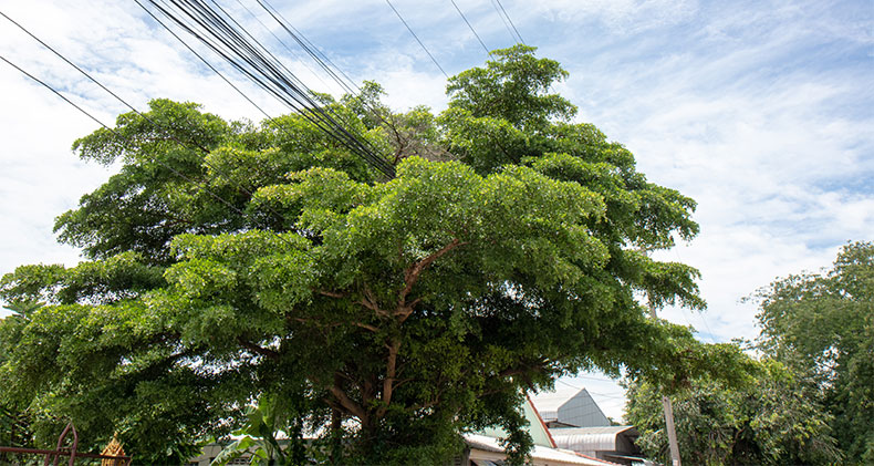 vegetation management