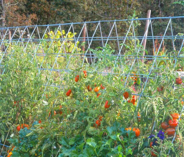 vertical-TOMATOES-ON-PANEL-TRELLIS