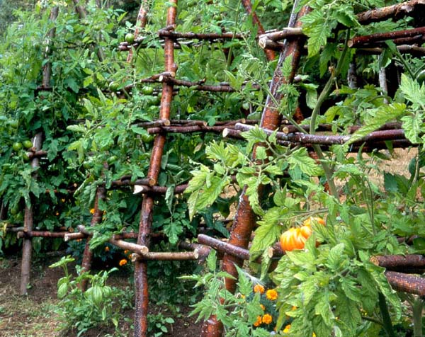 vertical-willow-branch-tomato-trellis-2