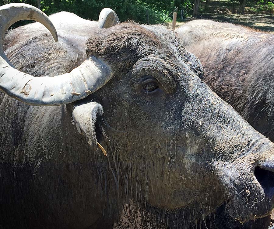 water buffalo