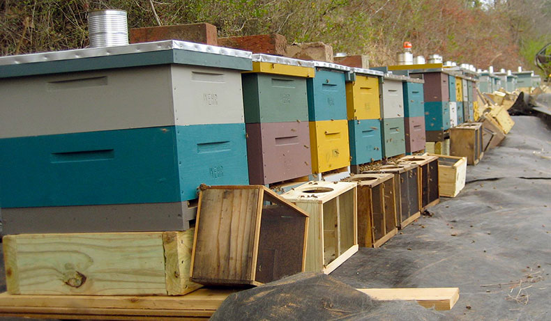 Wherloom Honey