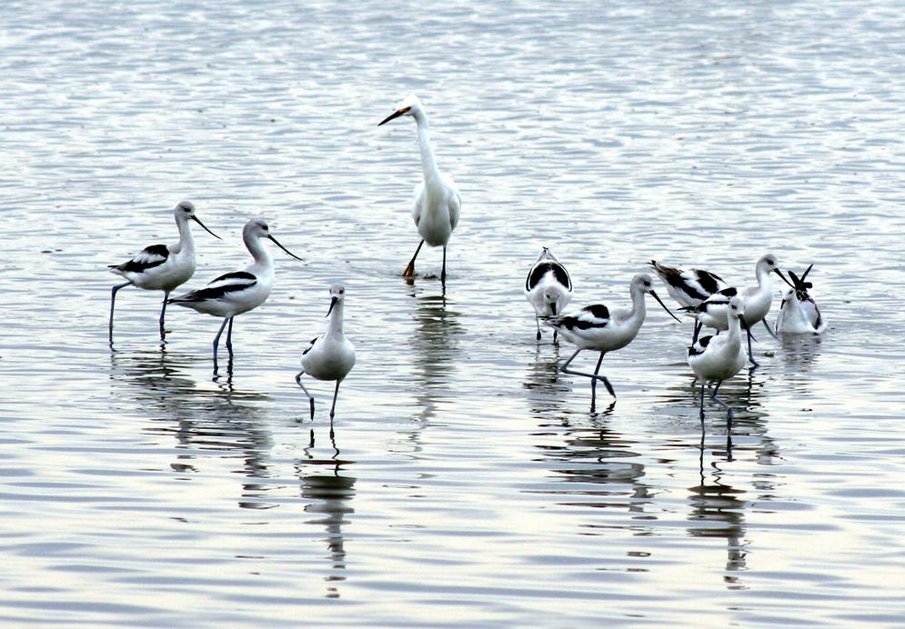 wings over water festival