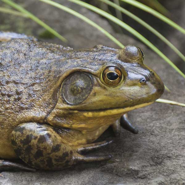 year of the amphibian